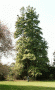 pinus excelsa